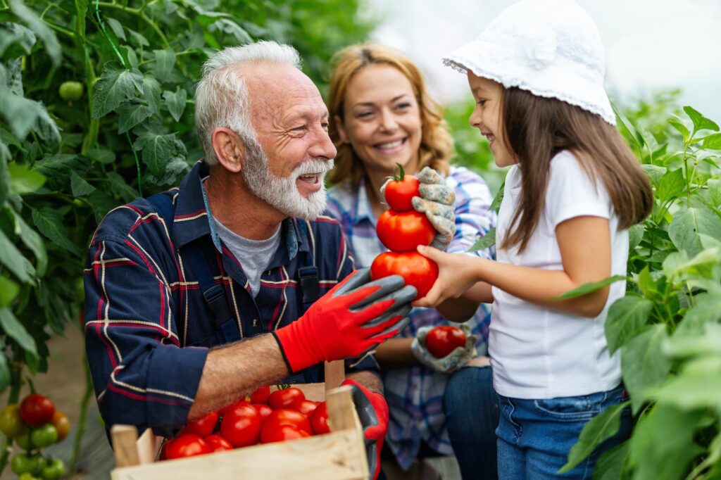 Grandfather growing organic vegetables with family at bio farm. People healthy food concept